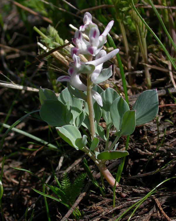 Image of Corydalis ledebouriana specimen.