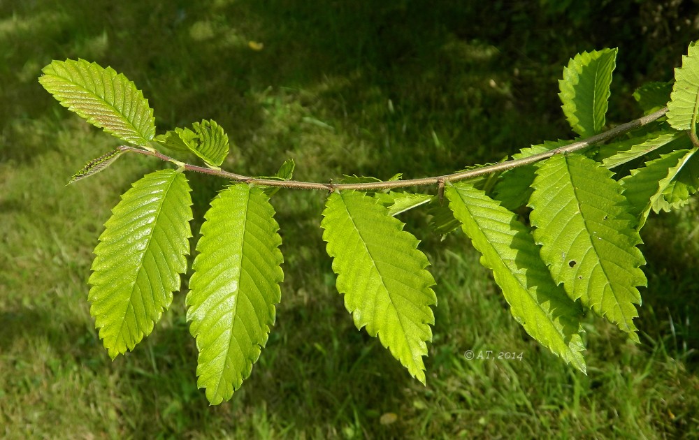 Изображение особи Hemiptelea davidii.