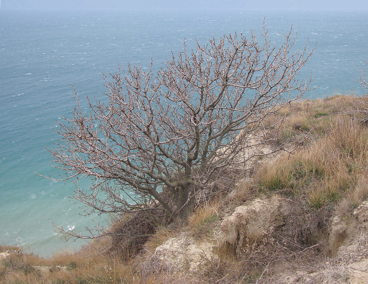 Image of Pistacia mutica specimen.