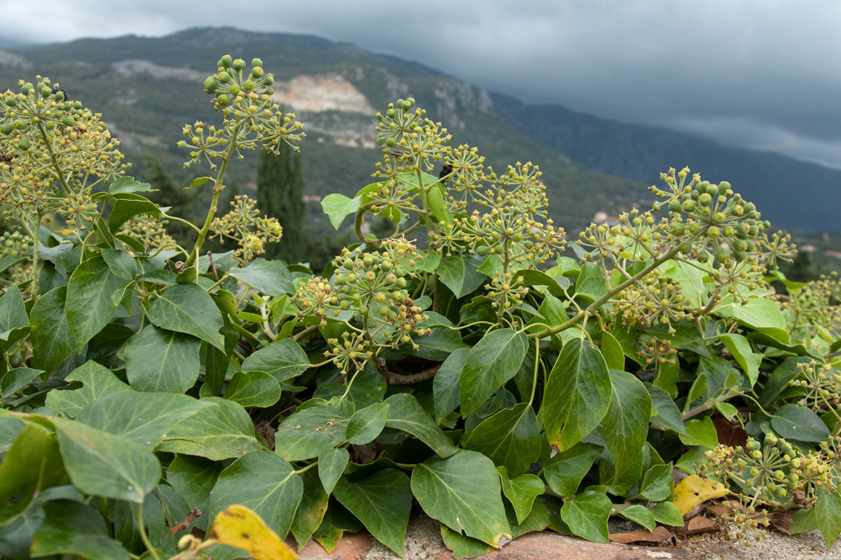 Image of Hedera helix specimen.