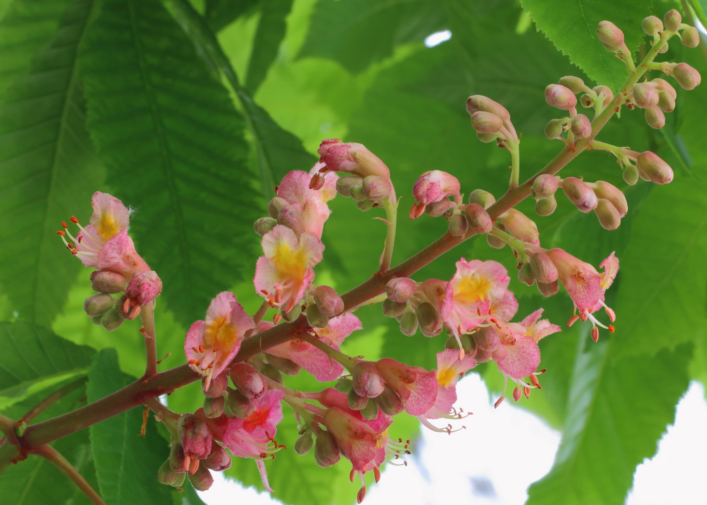 Image of Aesculus &times; carnea specimen.