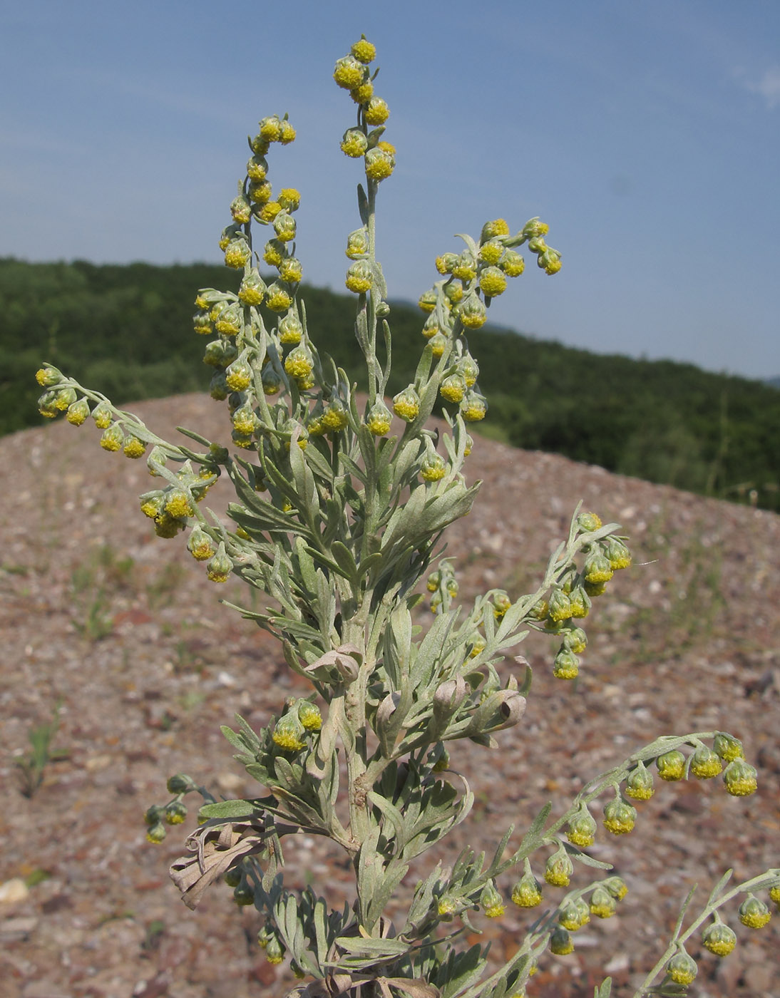 Image of Artemisia absinthium specimen.