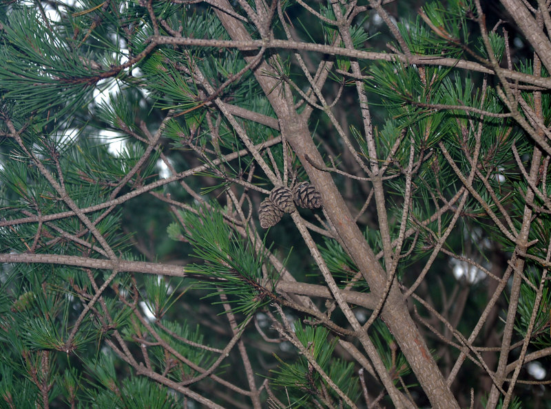 Изображение особи Pinus densiflora.