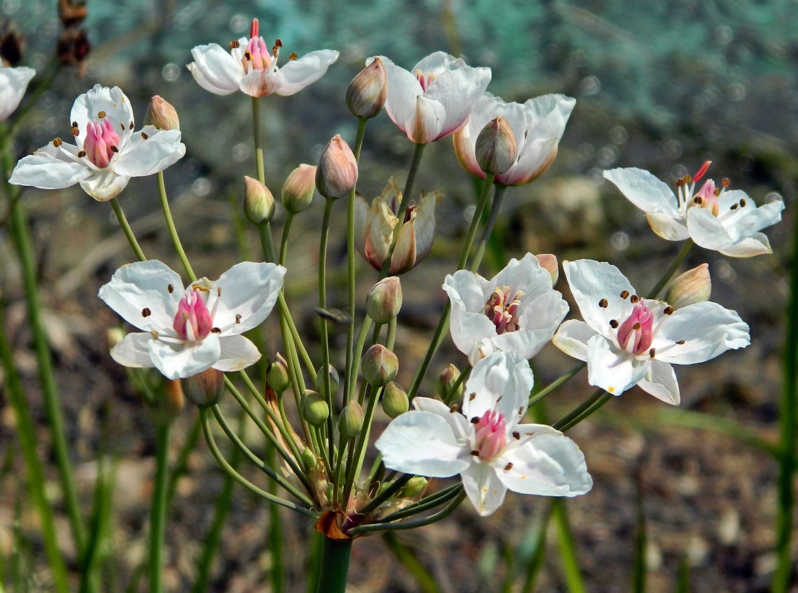 Image of Butomus umbellatus specimen.