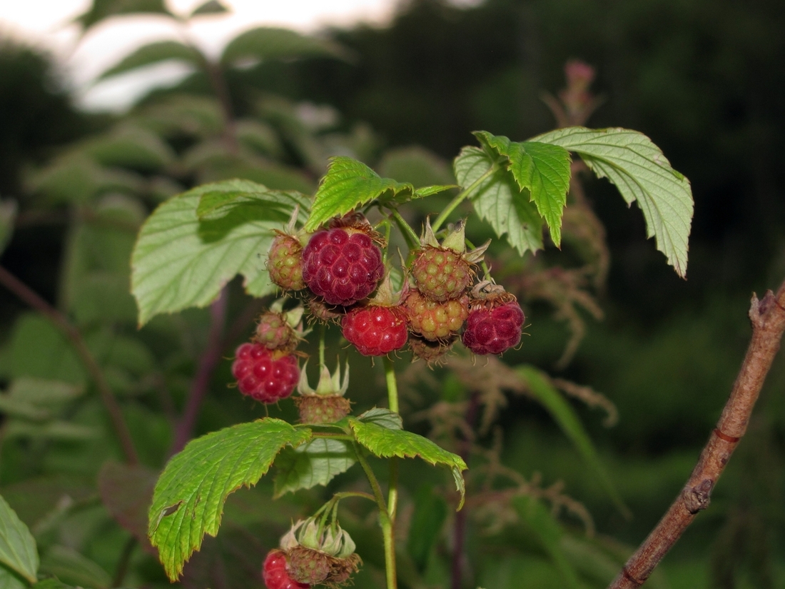 Изображение особи Rubus idaeus.