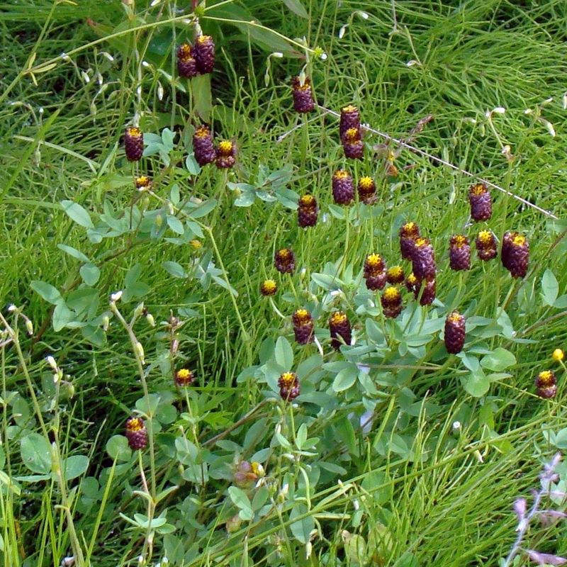 Image of Trifolium spadiceum specimen.