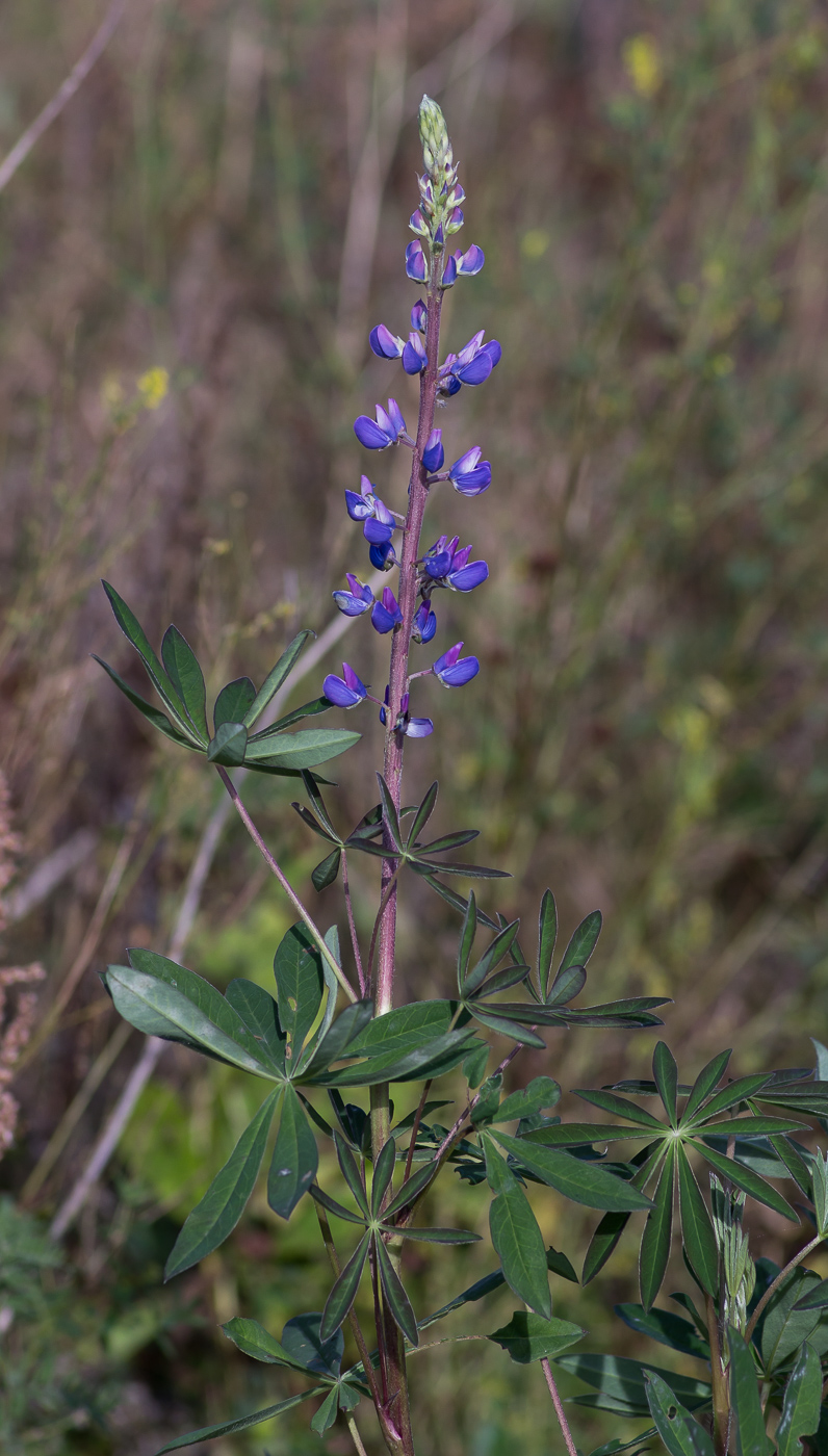 Изображение особи Lupinus polyphyllus.