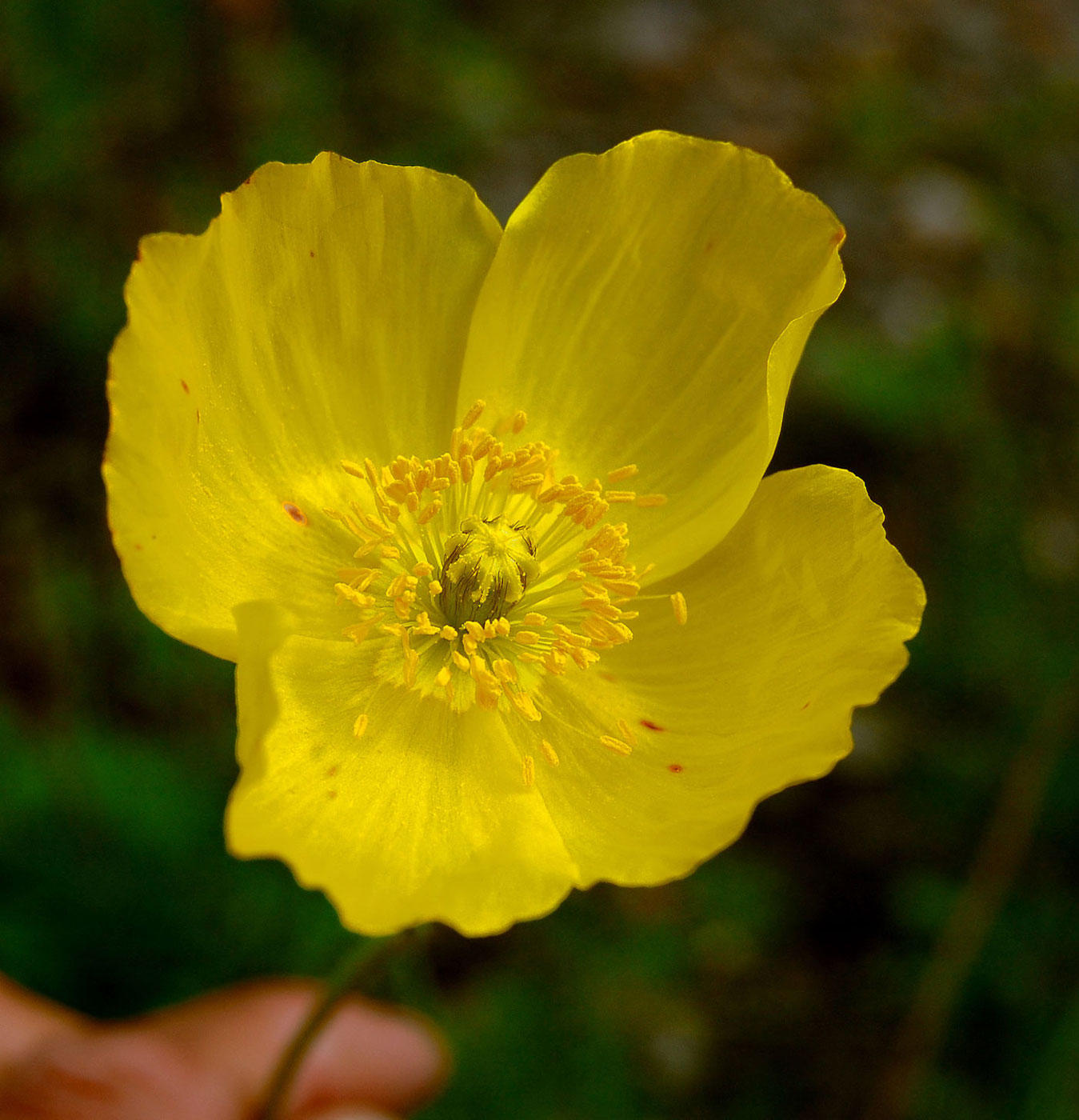 Изображение особи род Papaver.