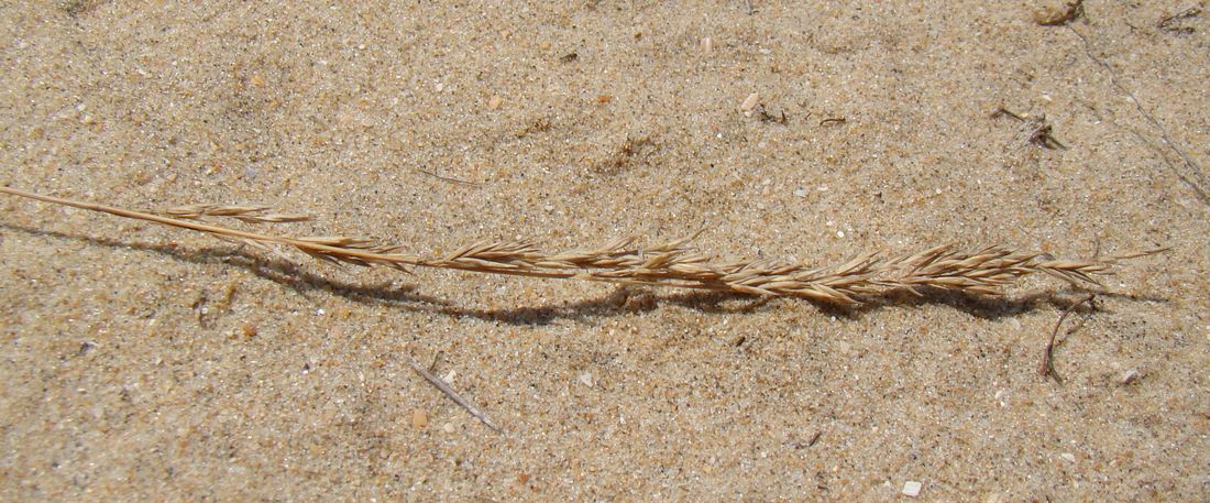 Image of Festuca beckeri specimen.