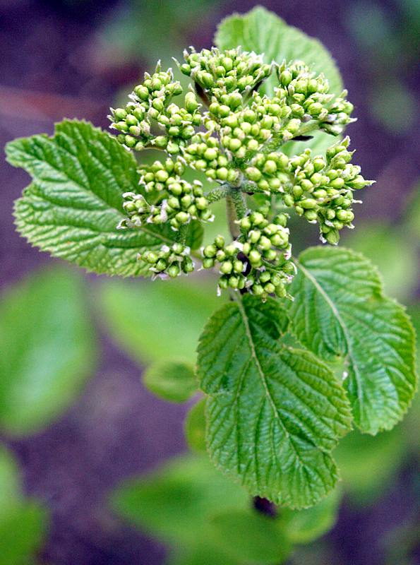 Image of Viburnum lantana specimen.