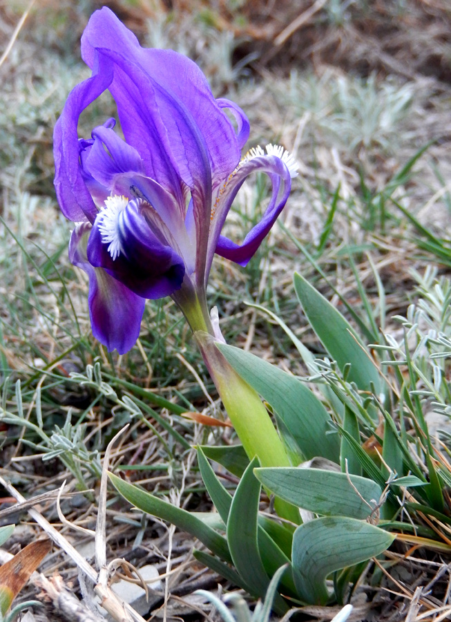 Image of Iris pumila specimen.