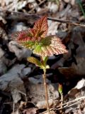 Acer tataricum