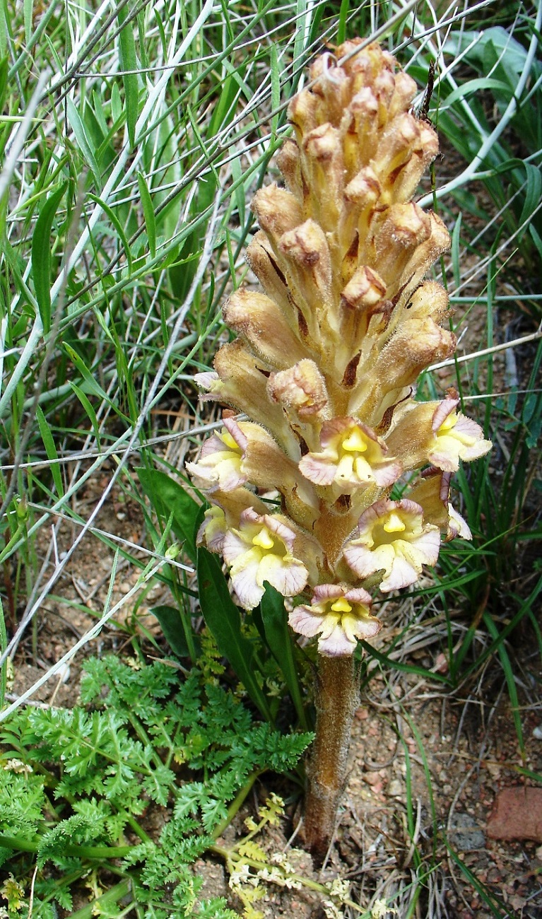 Изображение особи Orobanche gigantea.