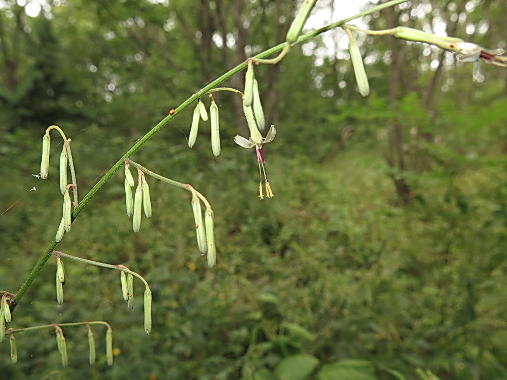 Image of Prenanthes tatarinowii specimen.