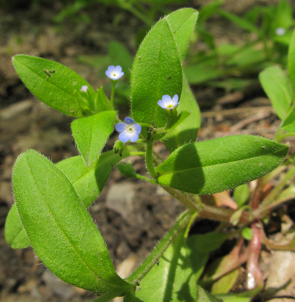 Image of Myosotis sparsiflora specimen.