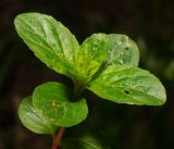 Mentha arvensis. Верхушка молодого побега. Московская обл., Раменский р-н, окр. ж.-д. платформы Хрипань, смешанный лес у ЛЭП. 18.05.2016.