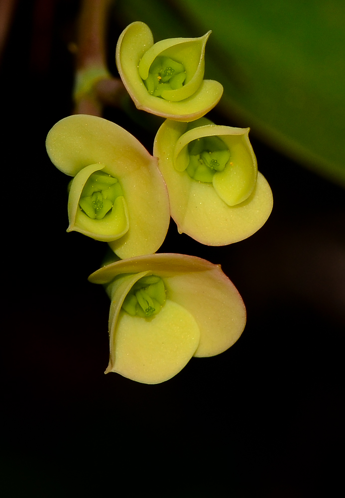 Image of Euphorbia splendens specimen.