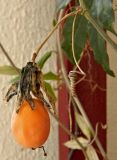 Passiflora caerulea. Часть побега со зрелым плодом. Испания, Кастилия-Ла-Манча, г. Cuenca, в культуре. Январь 2016 г.