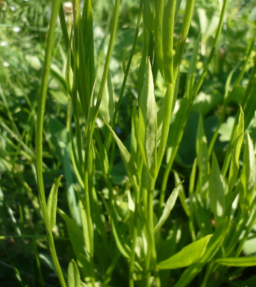 Image of Campanula altaica specimen.