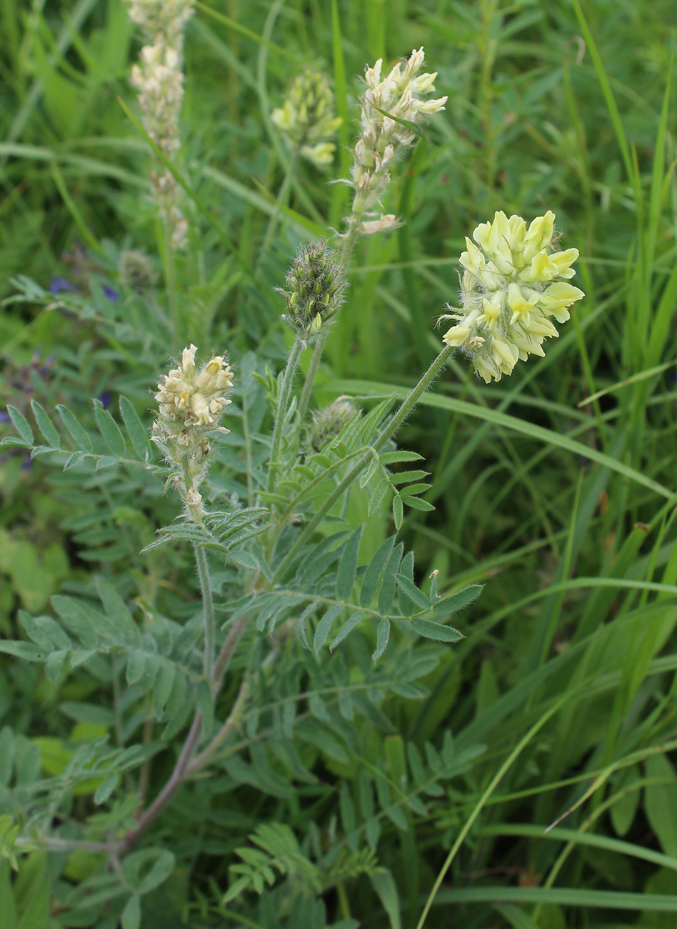 Image of Oxytropis pilosa specimen.