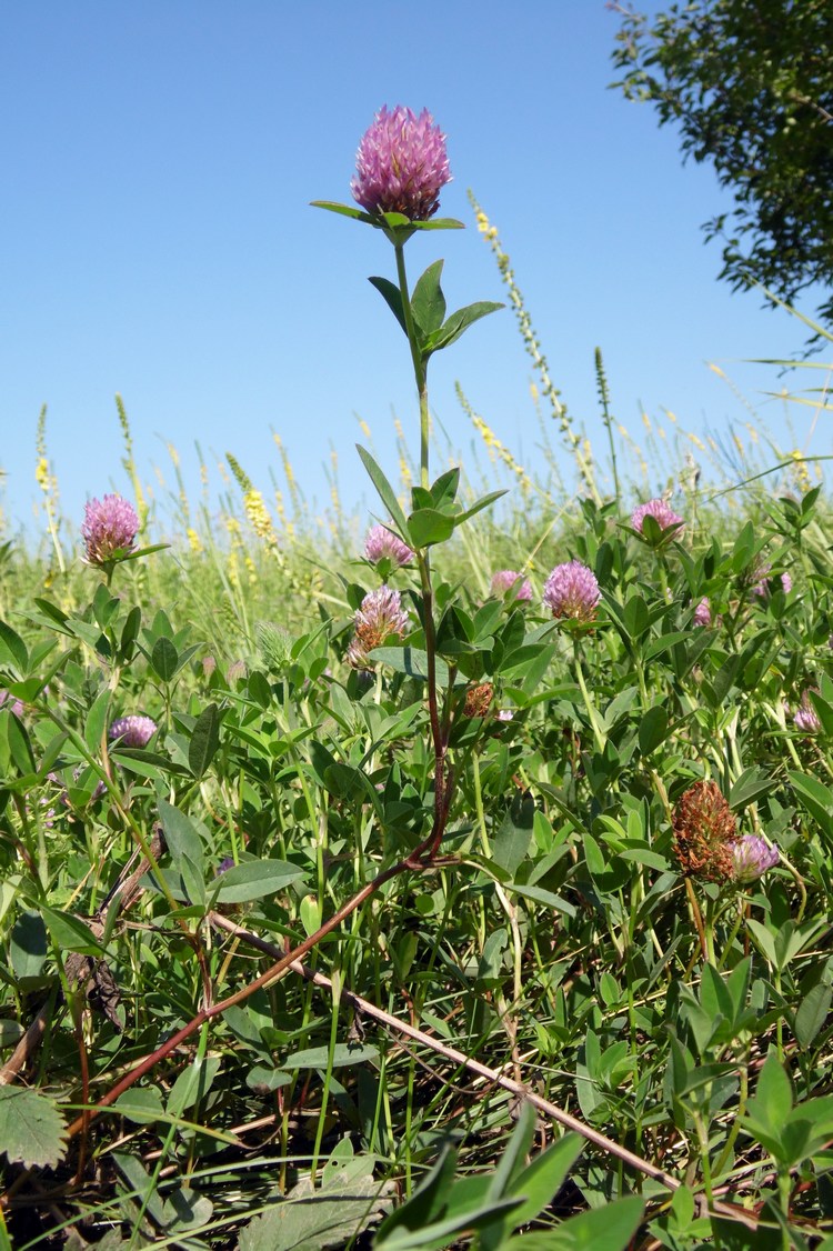 Image of Trifolium medium specimen.