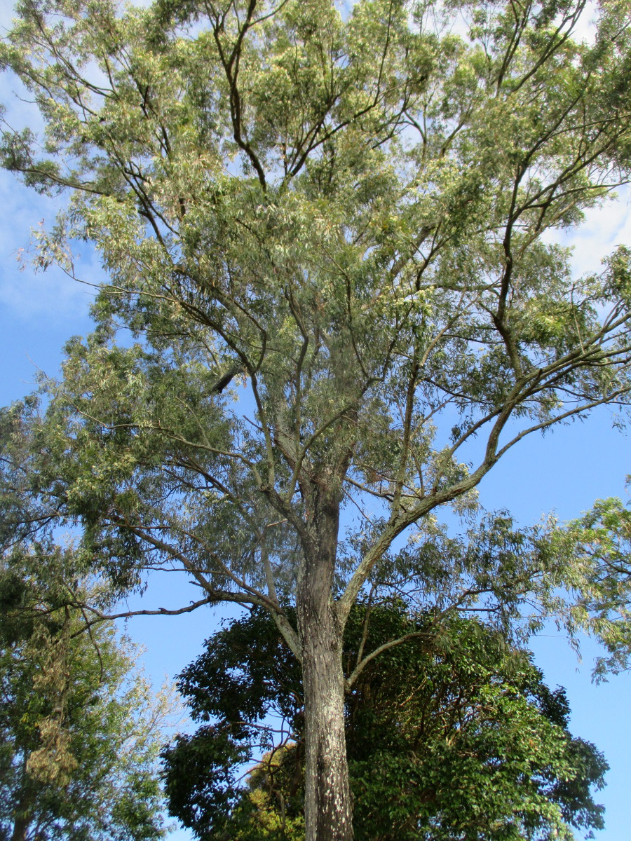 Image of Eucalyptus siderophloia specimen.