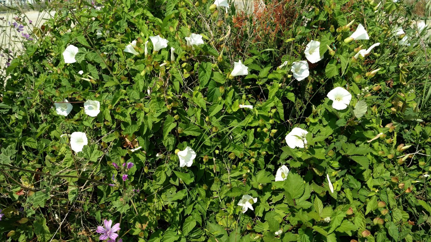 Изображение особи Calystegia sepium.