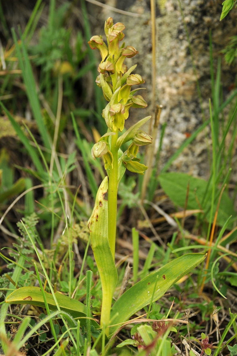 Image of Dactylorhiza viridis specimen.