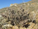 Artemisia lercheana. Отцветающее растение. Крым, Тарханкутский п-ов, окр. балки Большой Кастель, степной склон к морю. 4 ноября 2016 г.