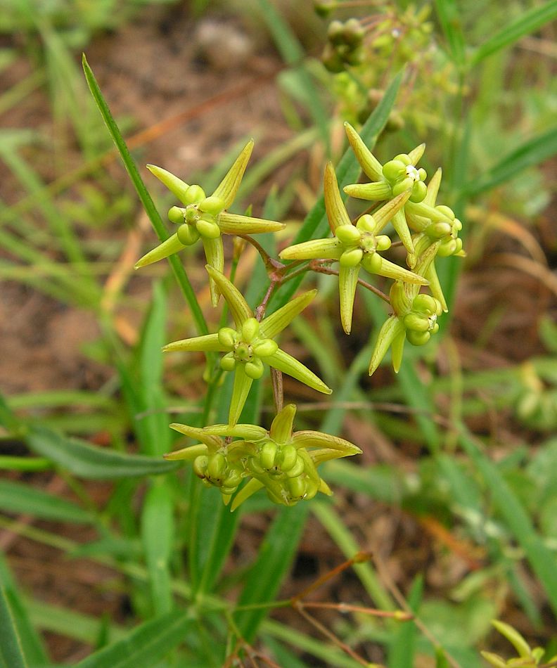 Изображение особи Pycnostelma paniculatum.