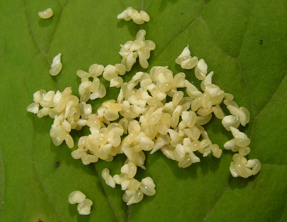 Изображение особи Trillium camschatcense.