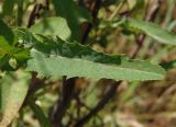 Sonchus palustris. Лист. Украина, г. Запорожье, балка возле трассы на Васильевку, южнее Опытной станции, тростниковые заросли возле ручья. 06.08.2016.