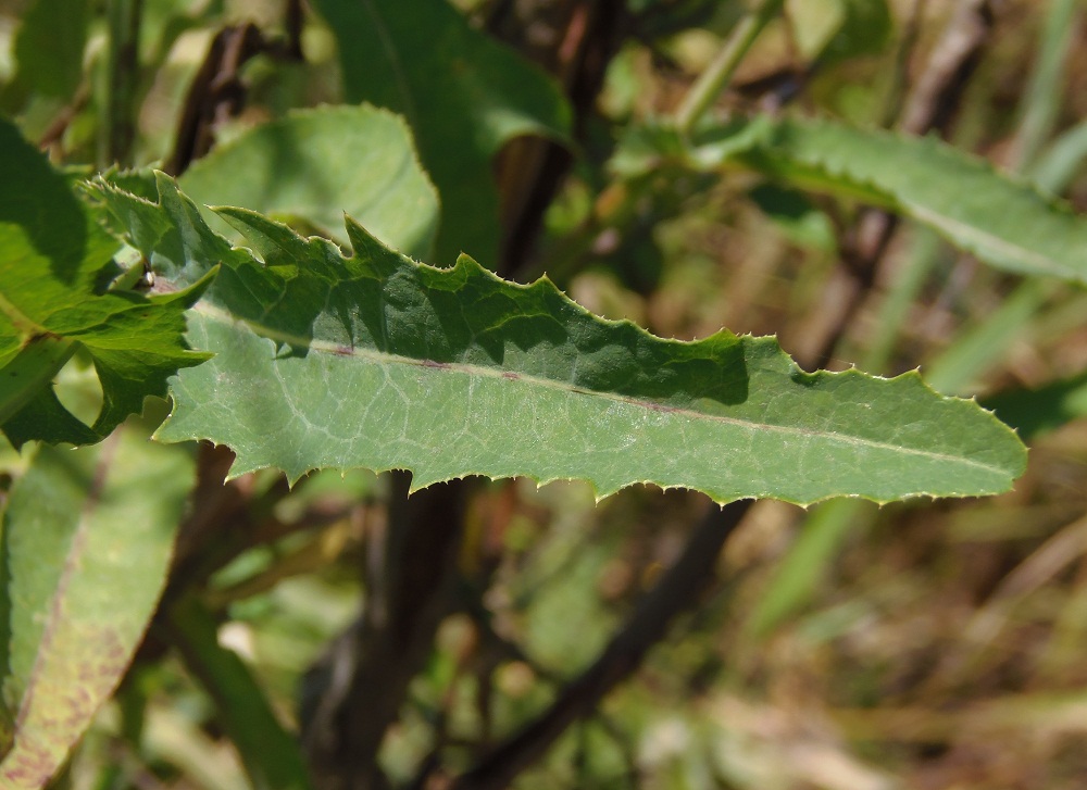 Image of Sonchus palustris specimen.