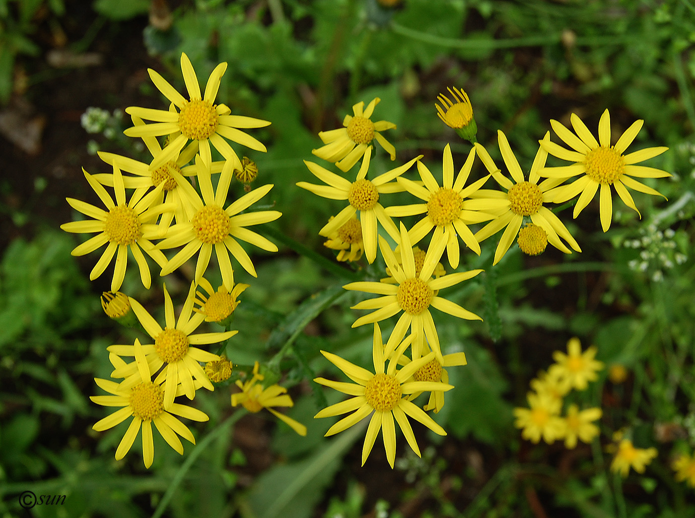 Image of Senecio vernalis specimen.