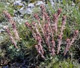 Saxifraga federici-augusti ssp. grisebachii