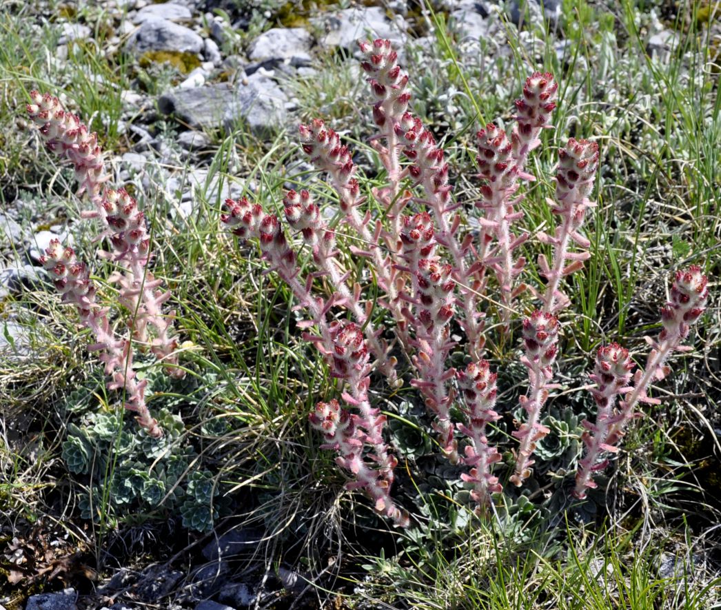 Изображение особи Saxifraga federici-augusti ssp. grisebachii.