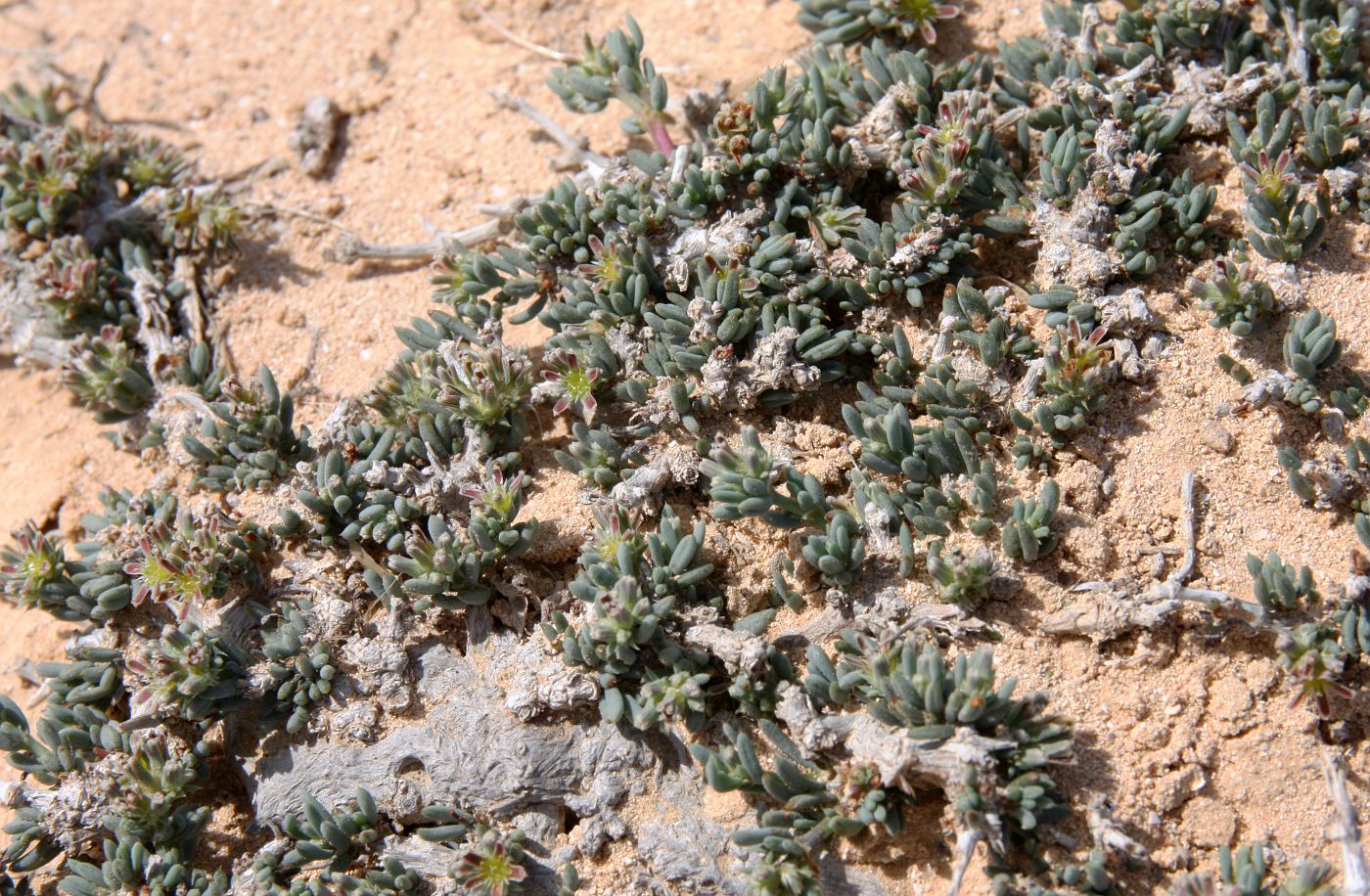 Image of Gymnocarpos decander specimen.