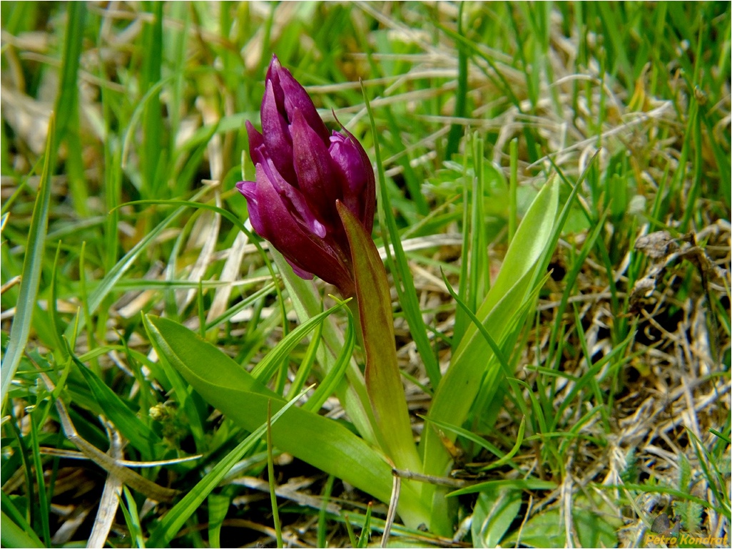 Изображение особи Dactylorhiza sambucina.