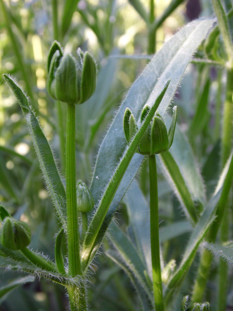 Image of Coreopsis grandiflora specimen.