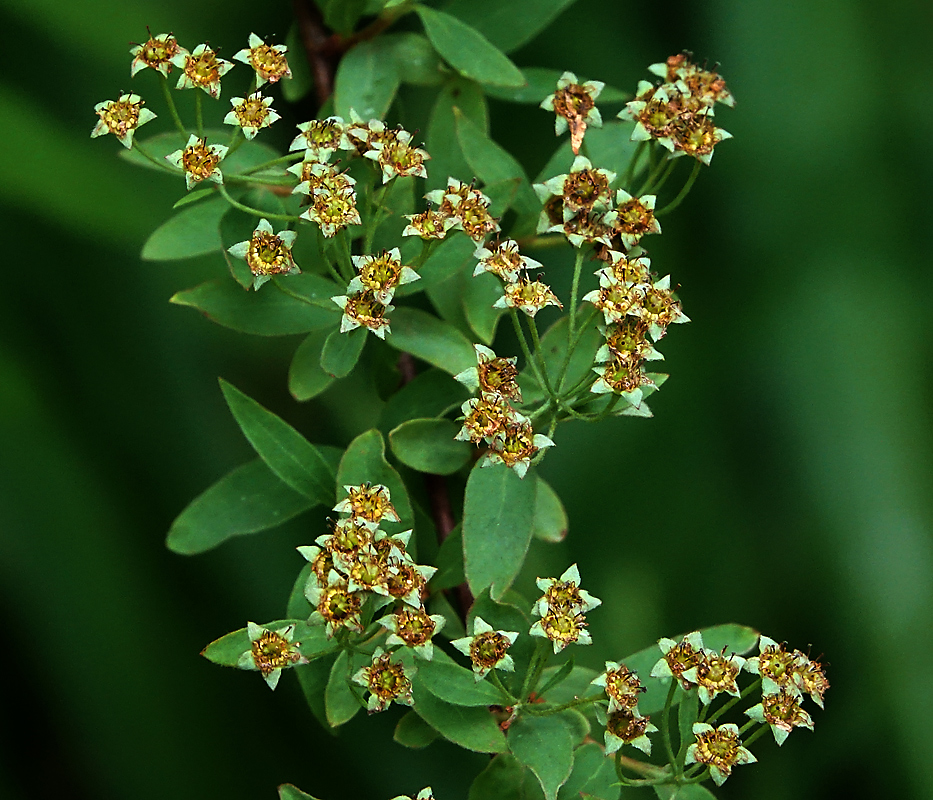 Image of Spiraea &times; cinerea specimen.