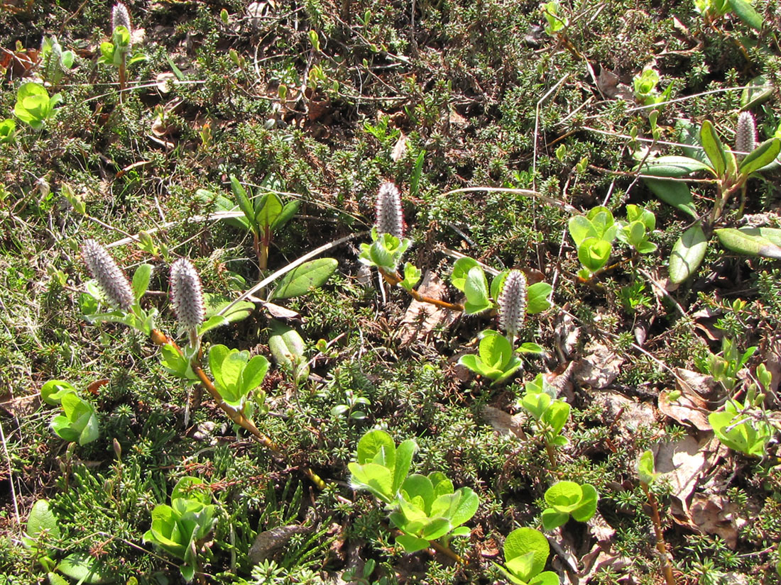 Изображение особи Salix arctica.