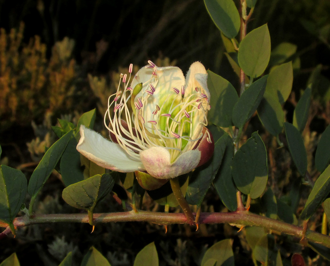 Image of Capparis herbacea specimen.