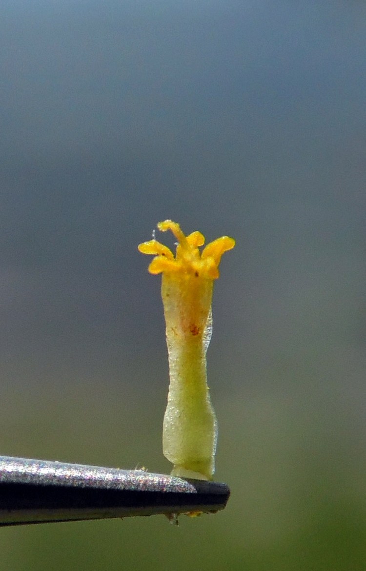 Изображение особи Anthemis rigescens.