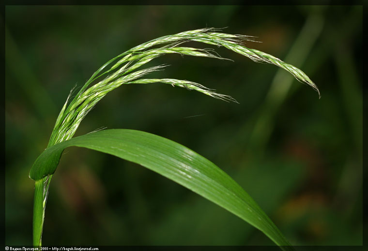 Изображение особи Festuca gigantea.