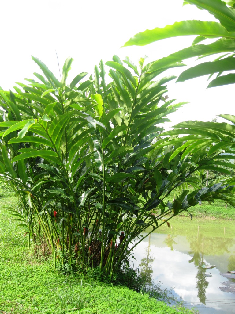 Image of Etlingera elatior specimen.