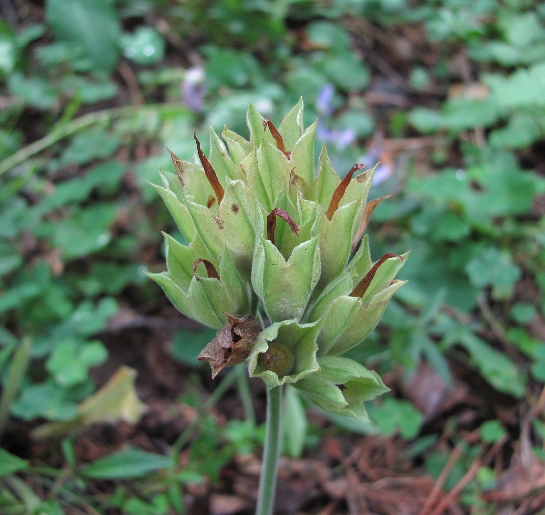 Image of Primula macrocalyx specimen.