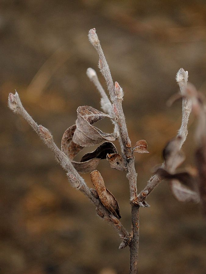 Image of Salix glauca specimen.