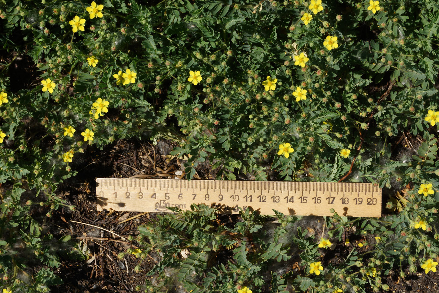 Image of Potentilla bifurca specimen.