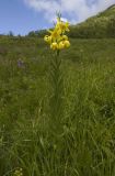 Lilium monadelphum