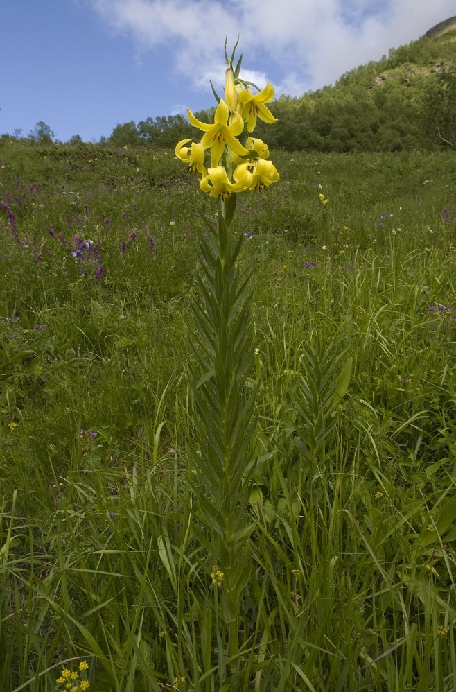 Image of Lilium monadelphum specimen.